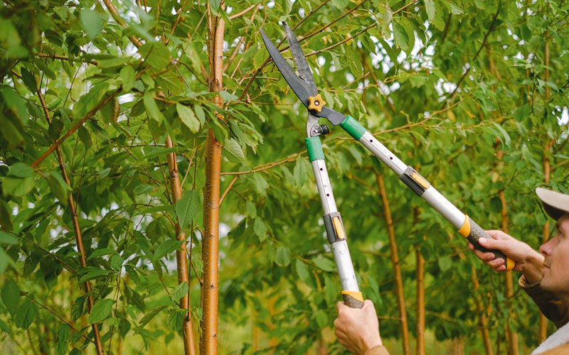 Tree trimming in Beaver, IA